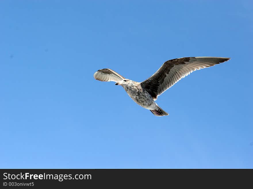 Seagull In Flight