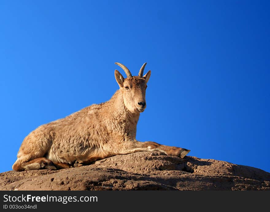 A female Barbary Sheep on a rock against a background of bright blue sky