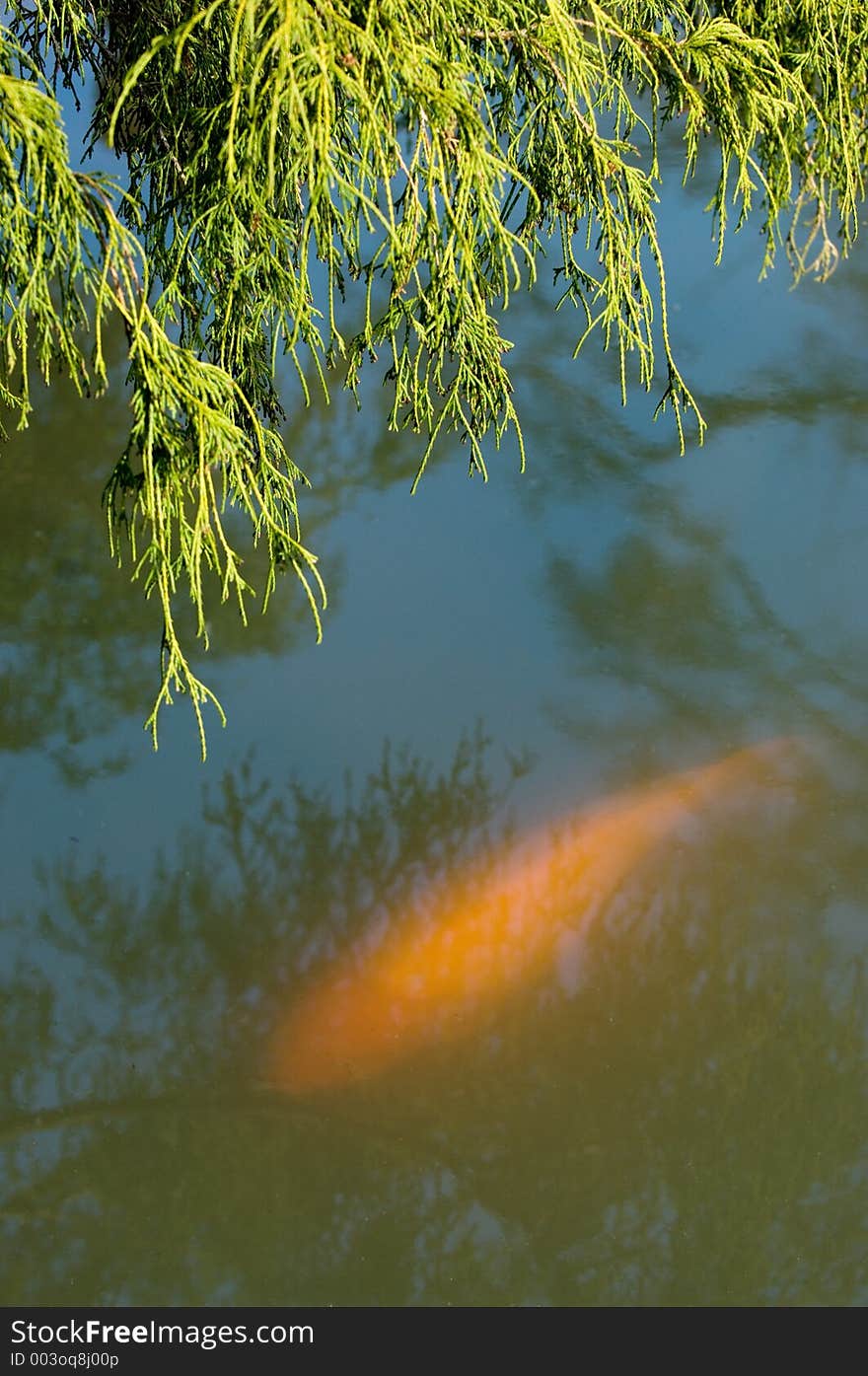 Koi Carp