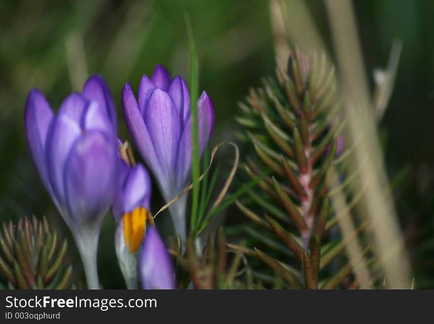 Crocus