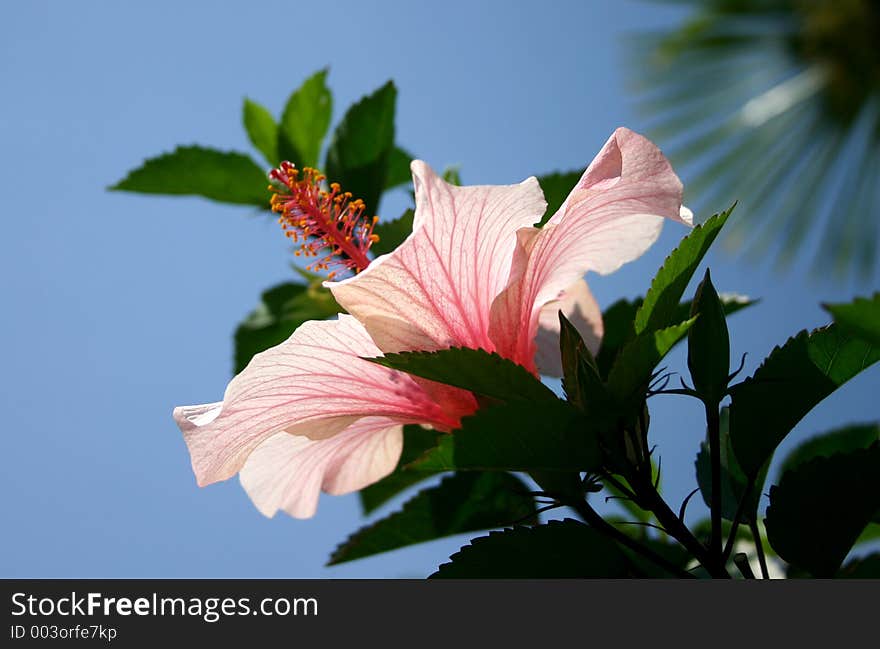 Closeup of a pink hibiscus flower. Closeup of a pink hibiscus flower