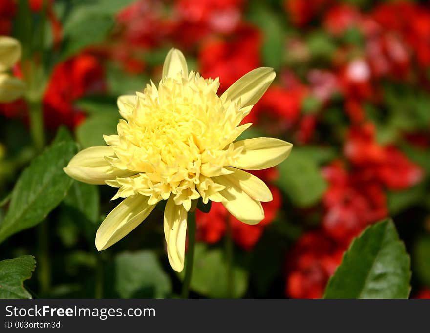 Yellow dahlia among red flowers. Yellow dahlia among red flowers