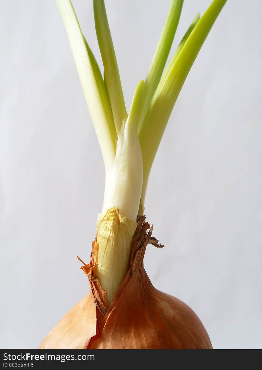 Onion with chive