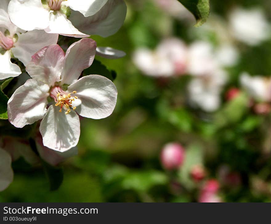 Flower from apple tree