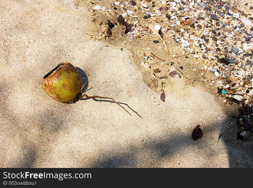 Dying Coconut