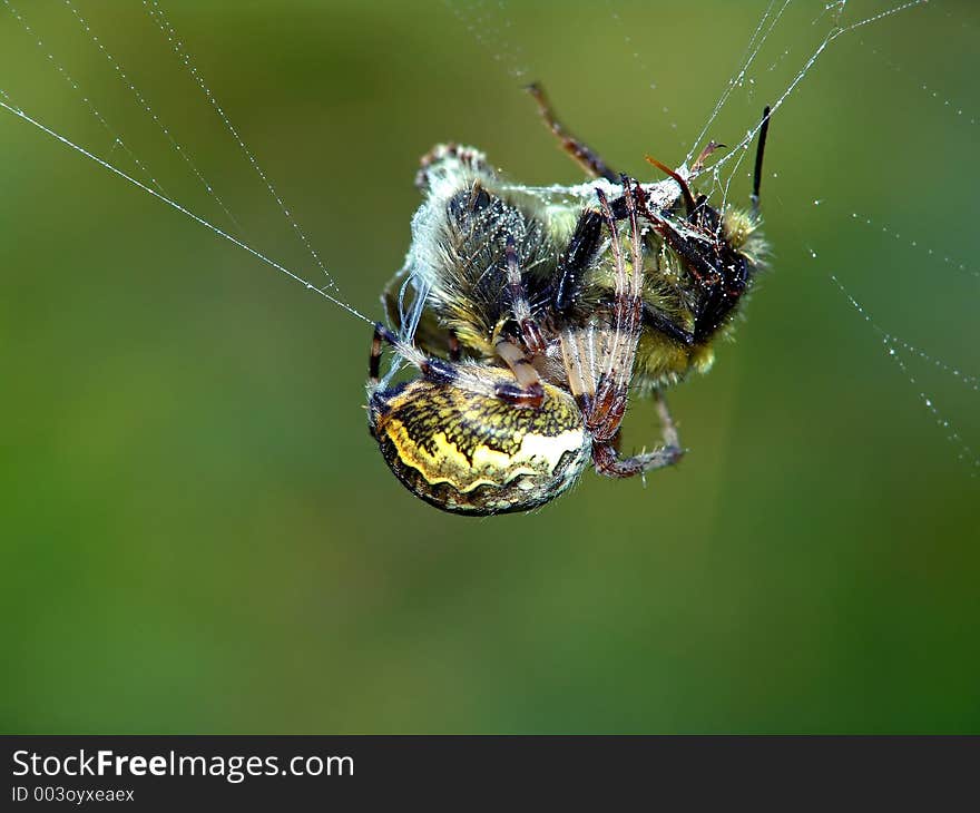 Spiders of family Argiopidae can be met on a meadow or a glade. The spider has caught a bumblebee. The photo is made in Moscow areas (Russia). Original date/time: 2004:08:21 10:40:11. Spiders of family Argiopidae can be met on a meadow or a glade. The spider has caught a bumblebee. The photo is made in Moscow areas (Russia). Original date/time: 2004:08:21 10:40:11.