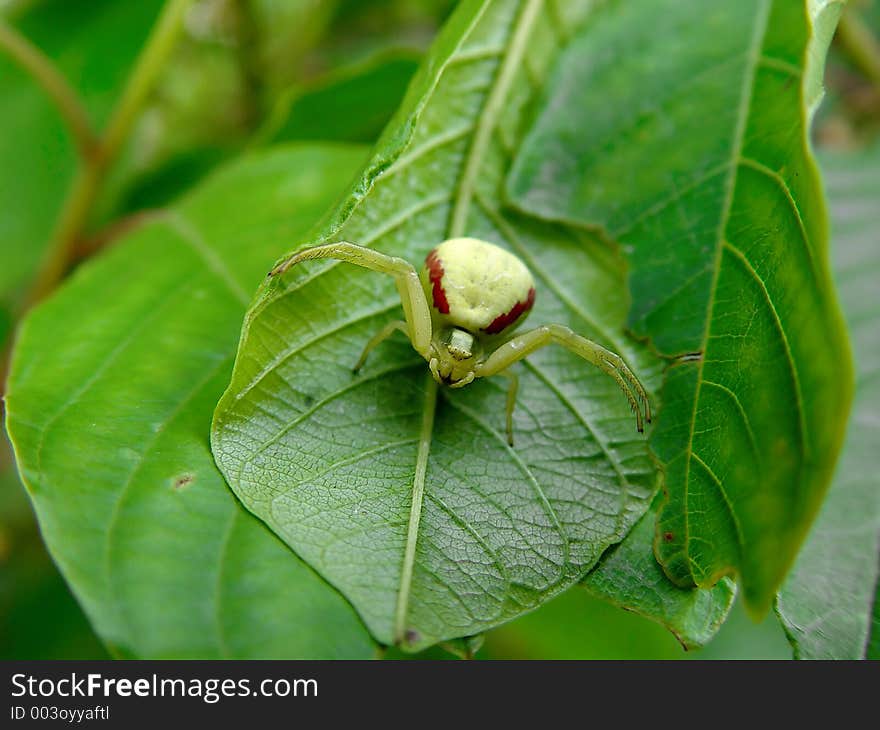 A spider flower (Misumena vatia) in an ambush. The photo is made in Moscow areas (Russia). Original date/time: 2003:06:22 10:09:58. A spider flower (Misumena vatia) in an ambush. The photo is made in Moscow areas (Russia). Original date/time: 2003:06:22 10:09:58