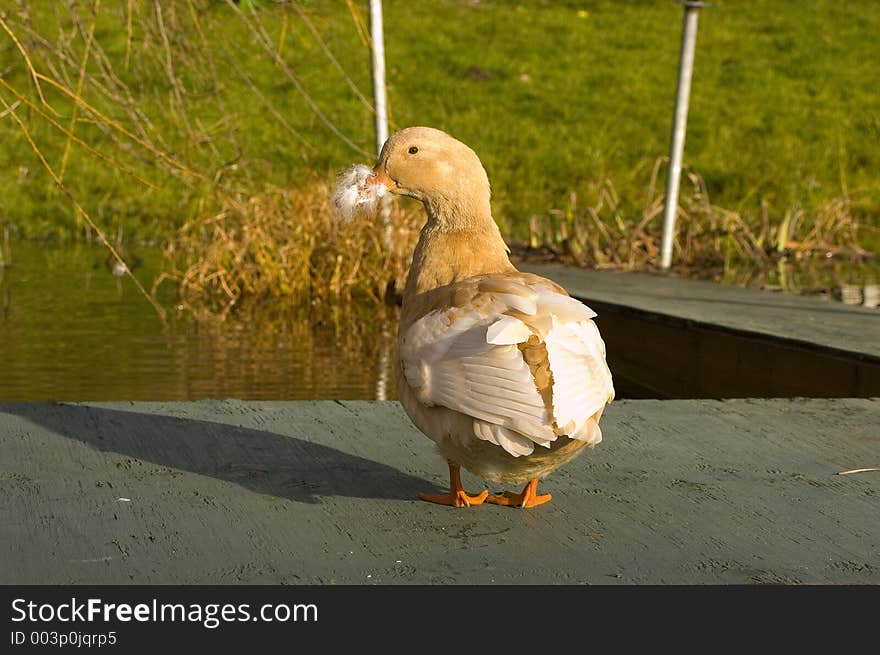 Feathery duck