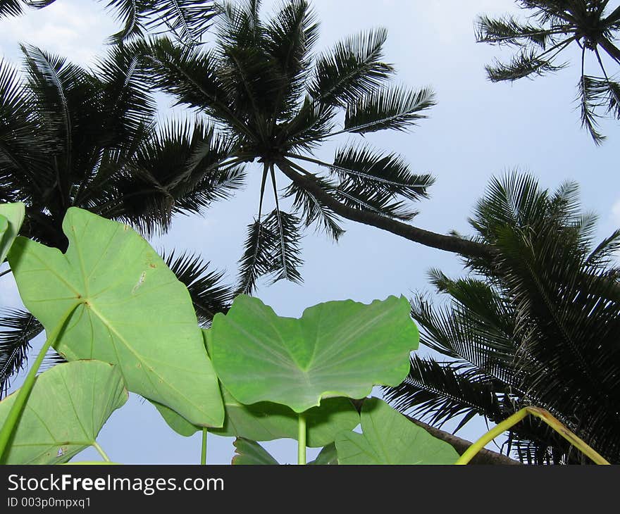 On the Indian Ocean Coast, Maharashtra, India. On the Indian Ocean Coast, Maharashtra, India