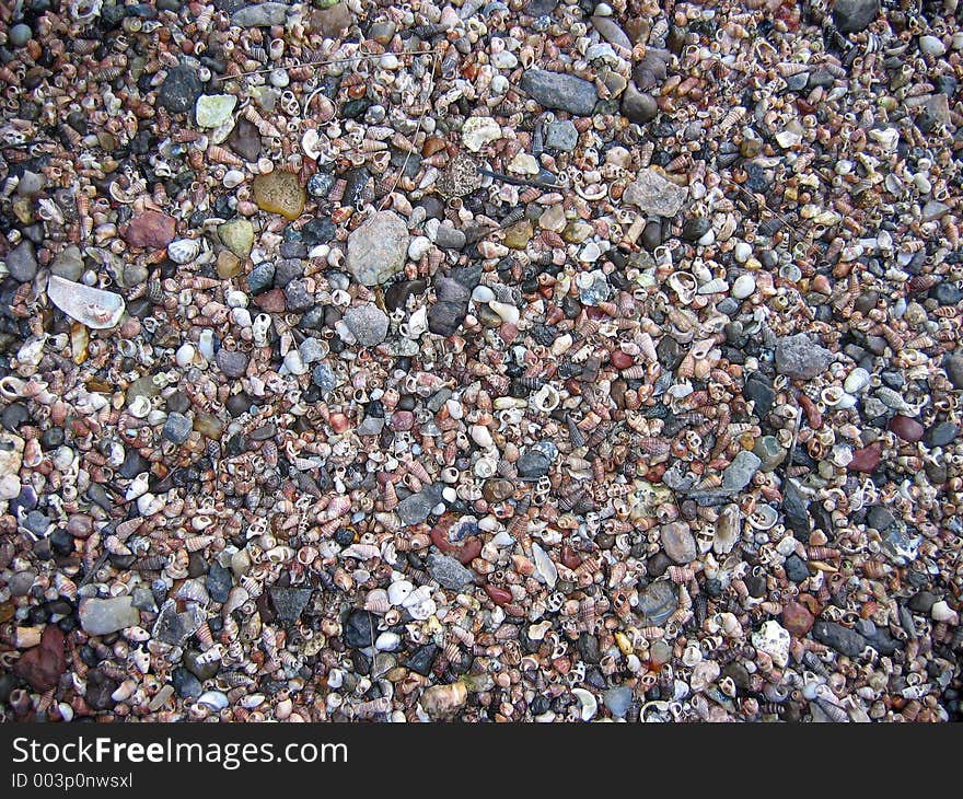 Shells On Indian Coast