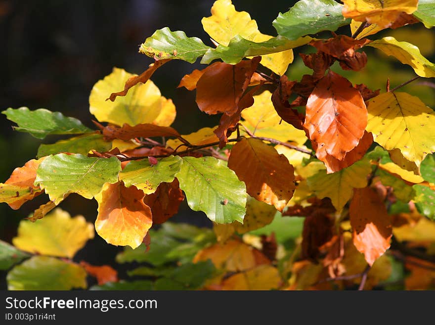 Autumn trees, Poland