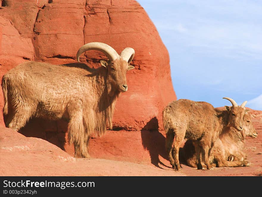 A male Barbary Sheep watching over two females. A male Barbary Sheep watching over two females