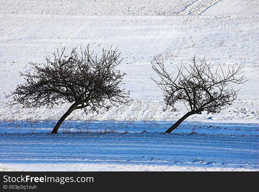 Wraped trees