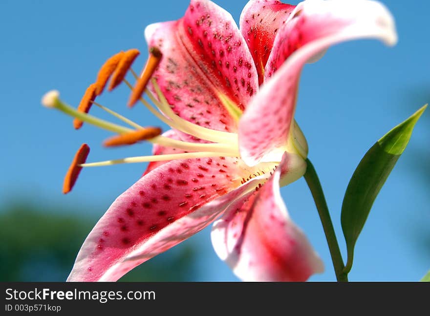 Pink Lilly 1