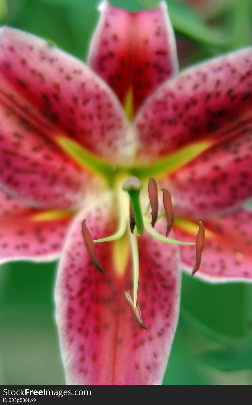 Pink lilly 4