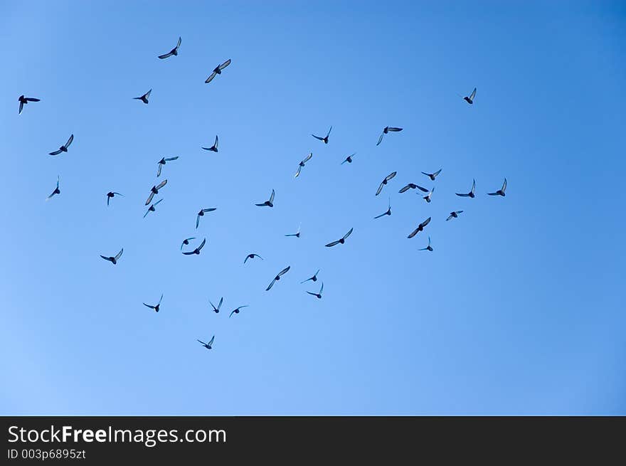 Sea Gulls