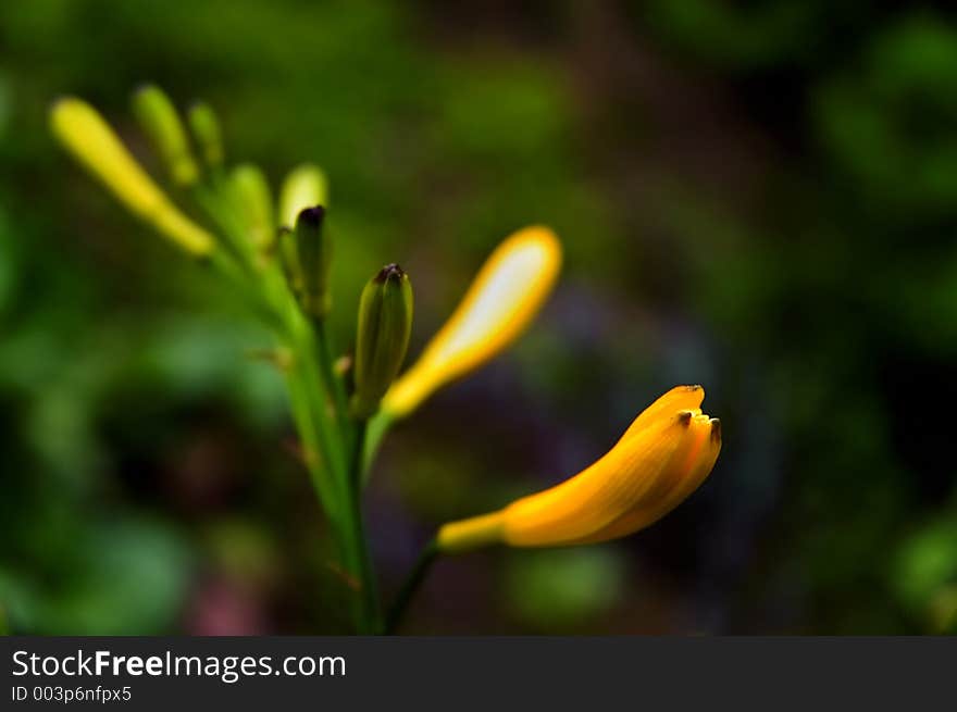 Flower in a garden. Flower in a garden