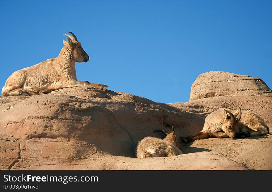 A sheep (Caucasian tur) on a ledge watching over two that are sleeping. A sheep (Caucasian tur) on a ledge watching over two that are sleeping