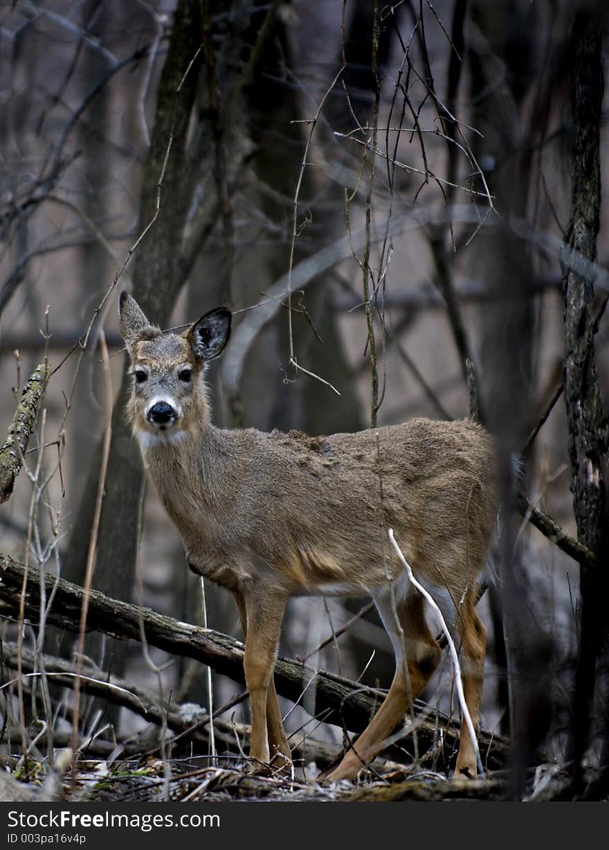 White-Tailed Deer (Odocoileus virginianus)