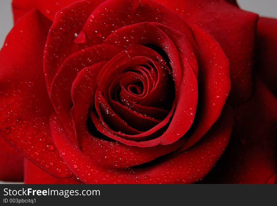 Macro red rose background. Macro red rose background