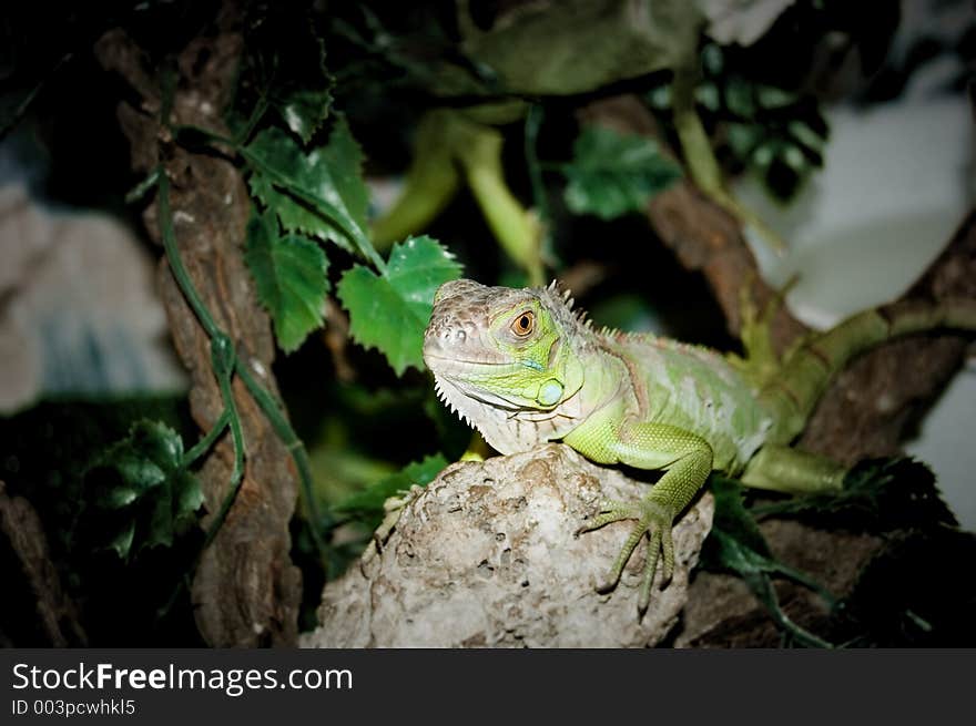 Young Green Iguana