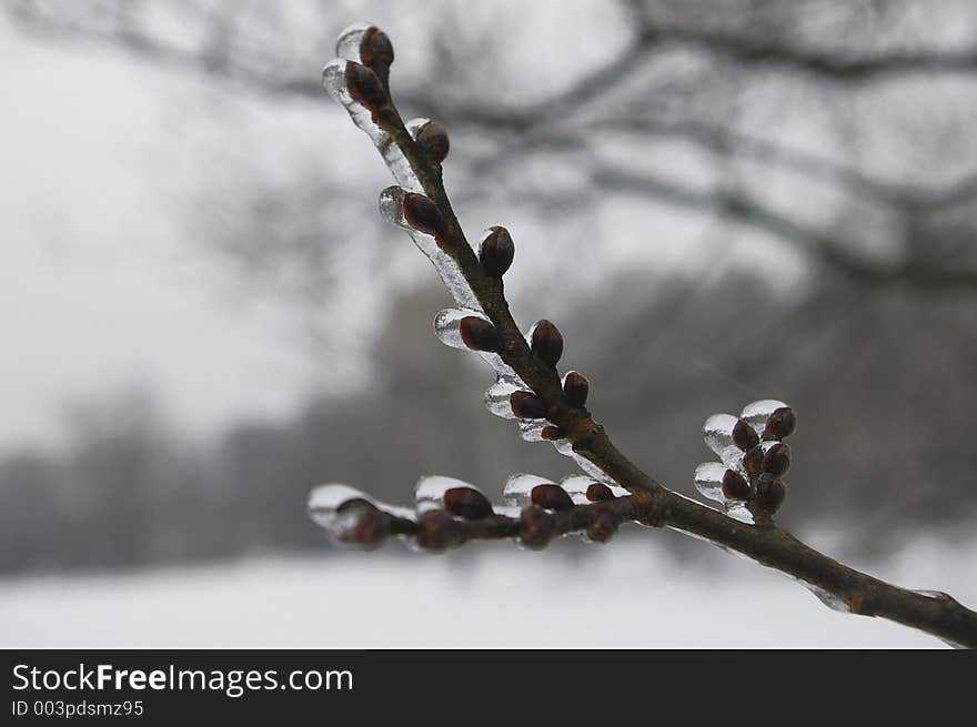 Tree Branch Coated In Ice