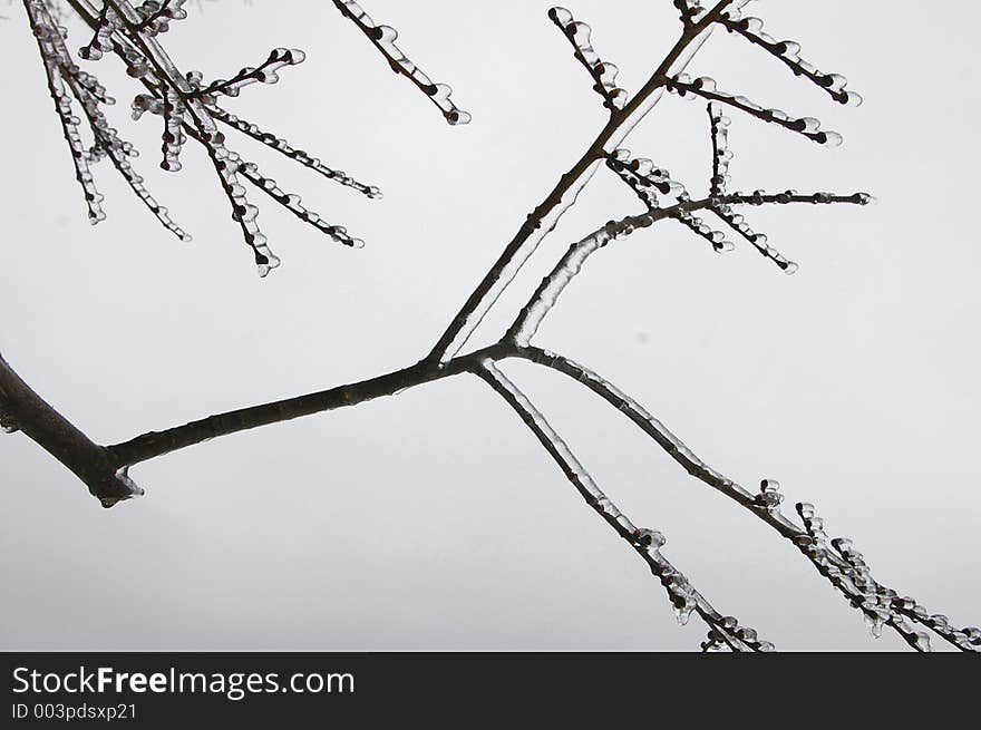 Tree branch coated in ice