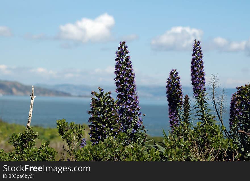 Purple flowers in a blue sky