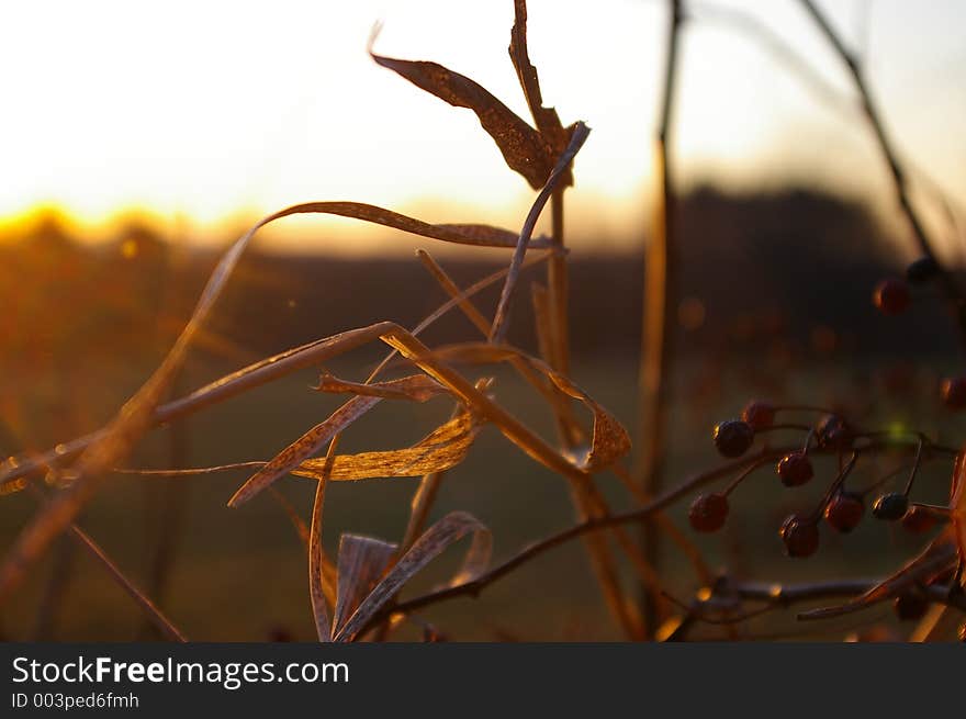 Berries And Grass