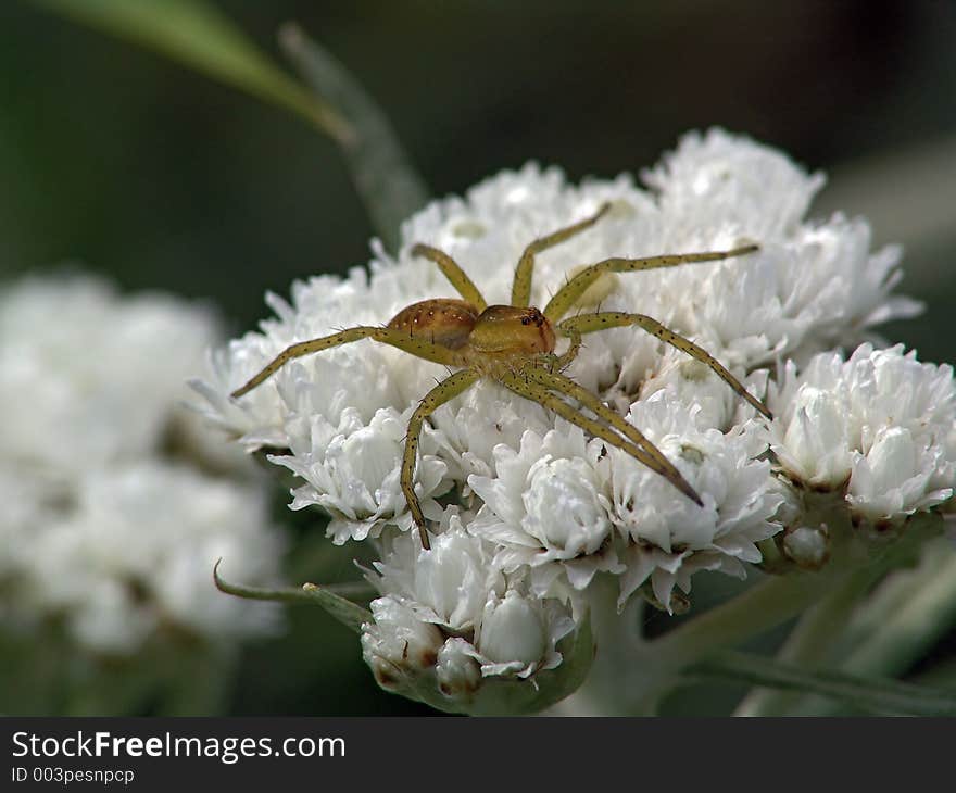 Spider-hunter on a flower.