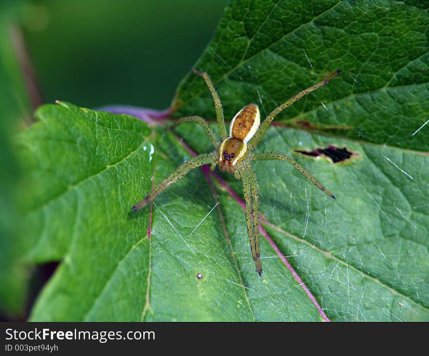 Spider-hunter on a leaf.