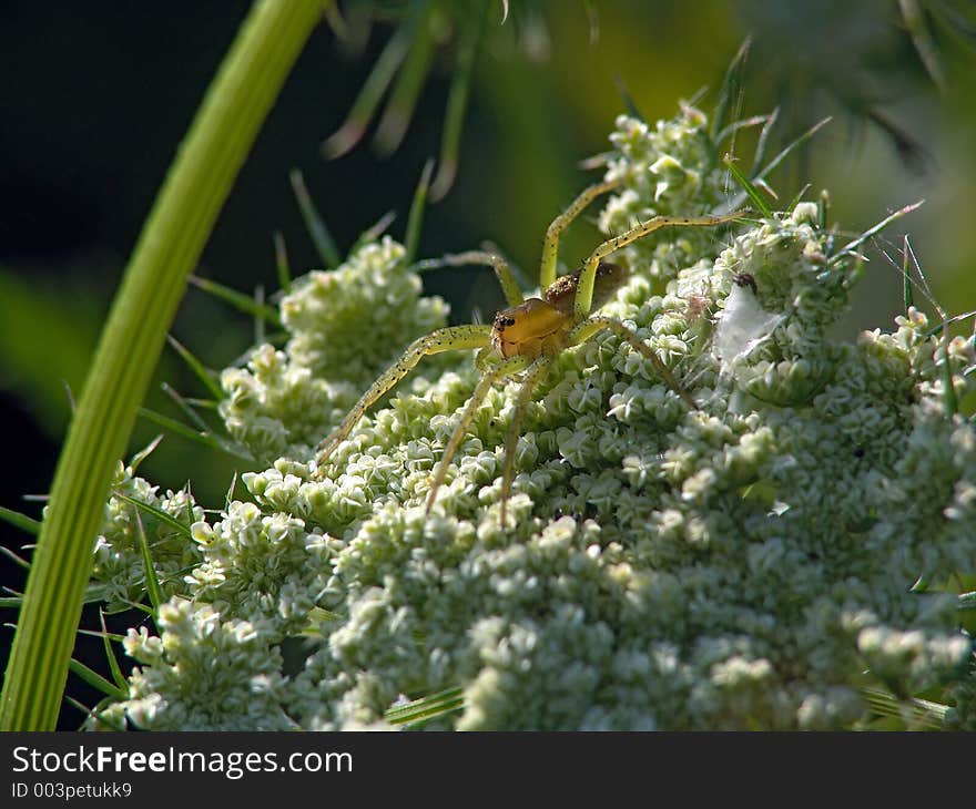 Spider-hunter on flower Cruciferae.