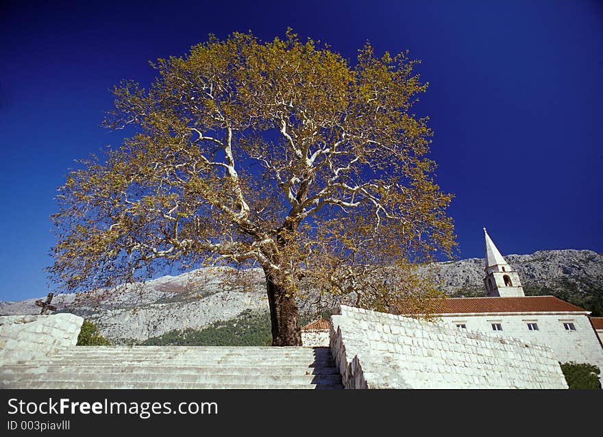 Yellow tree on the blue sky