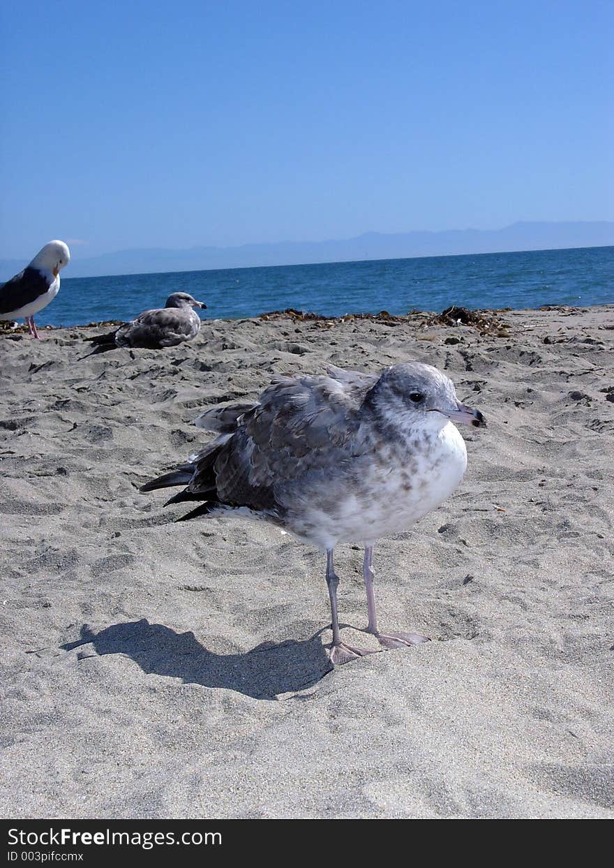 Bird On Beach