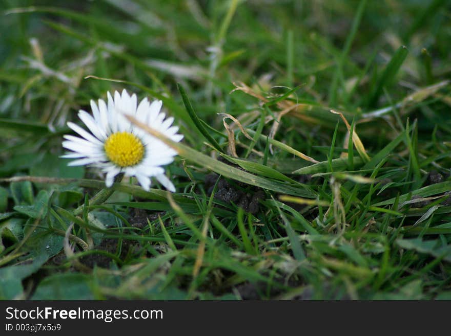 Close up daisy growing in grass