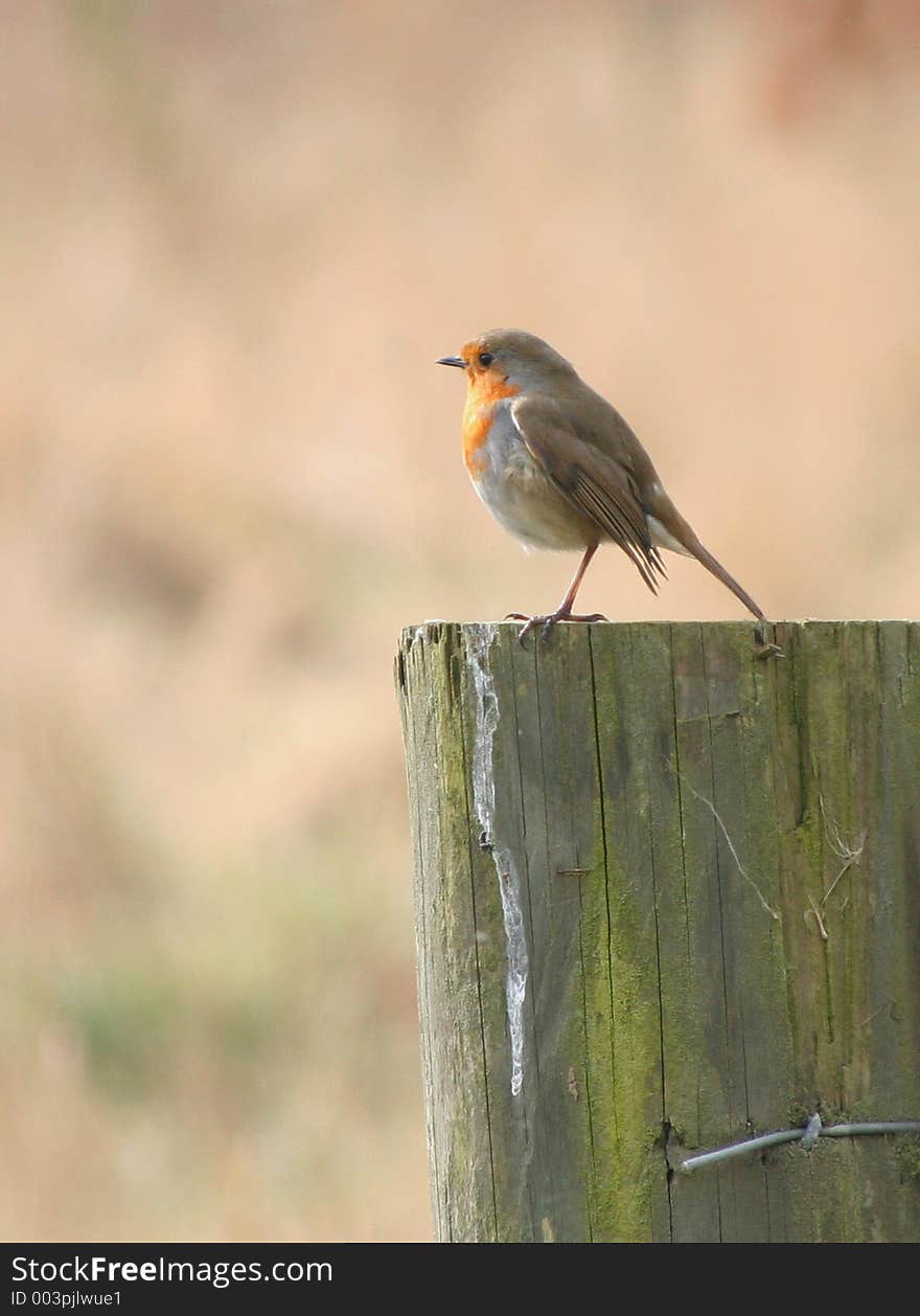 Robin On A Post