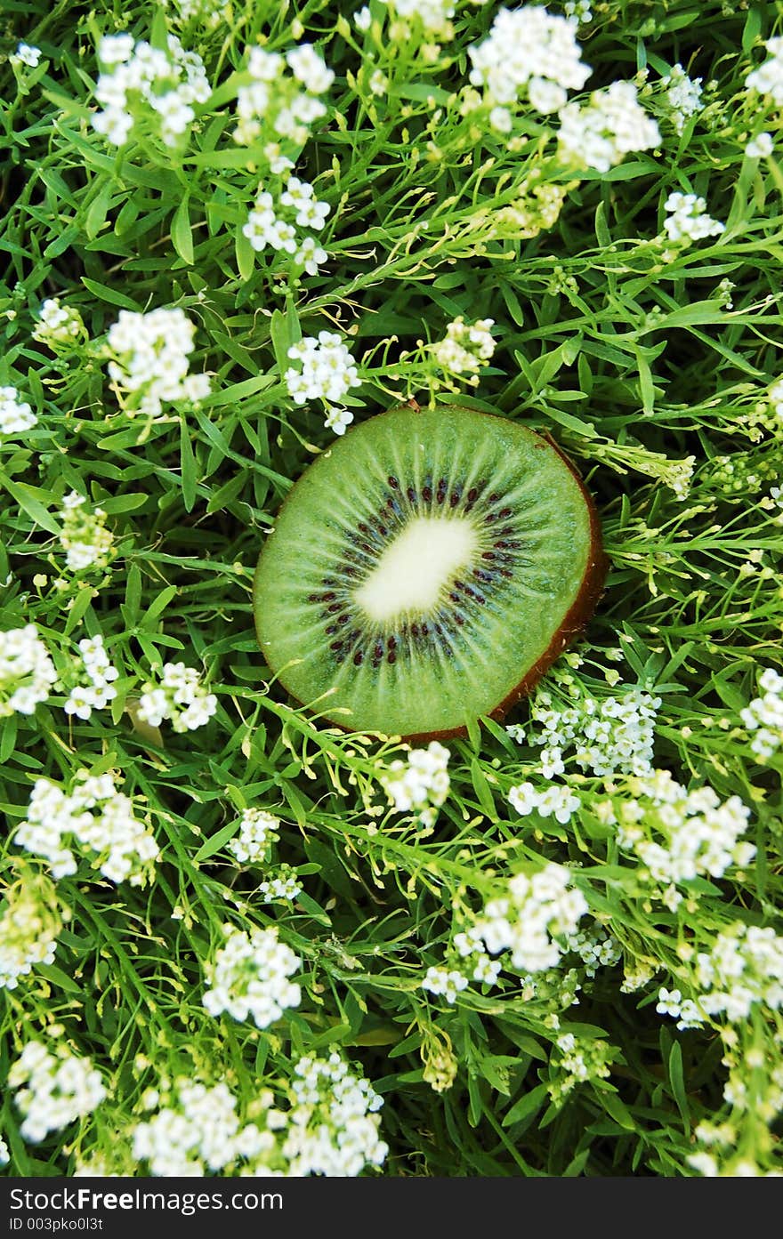 Kiwi In The Middle Of Grass