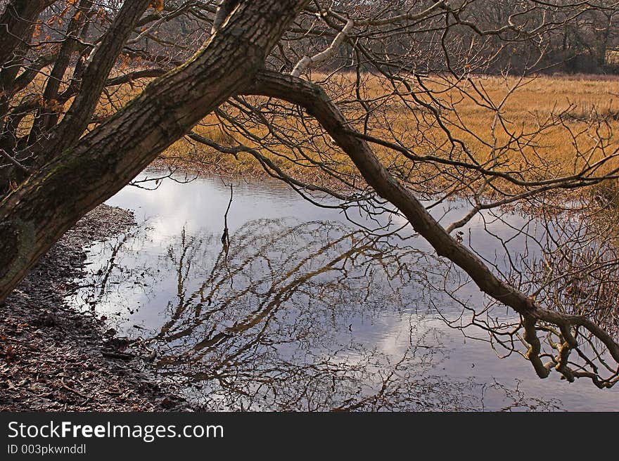 Tree leaning over water with reflection. Tree leaning over water with reflection