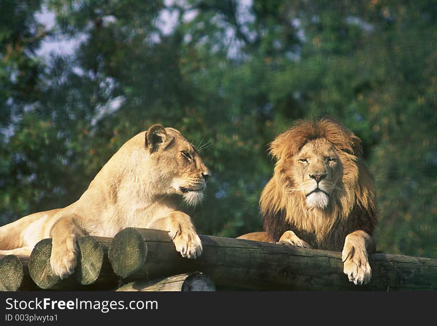 Lion and lioness laying down