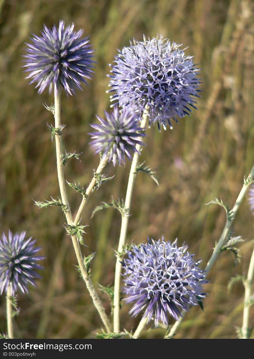 Violet thistles on summer time on a field