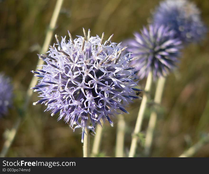 Violet thistle