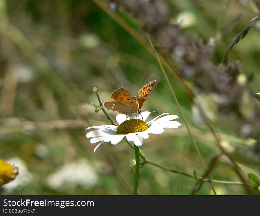 Butterfly on a daisy