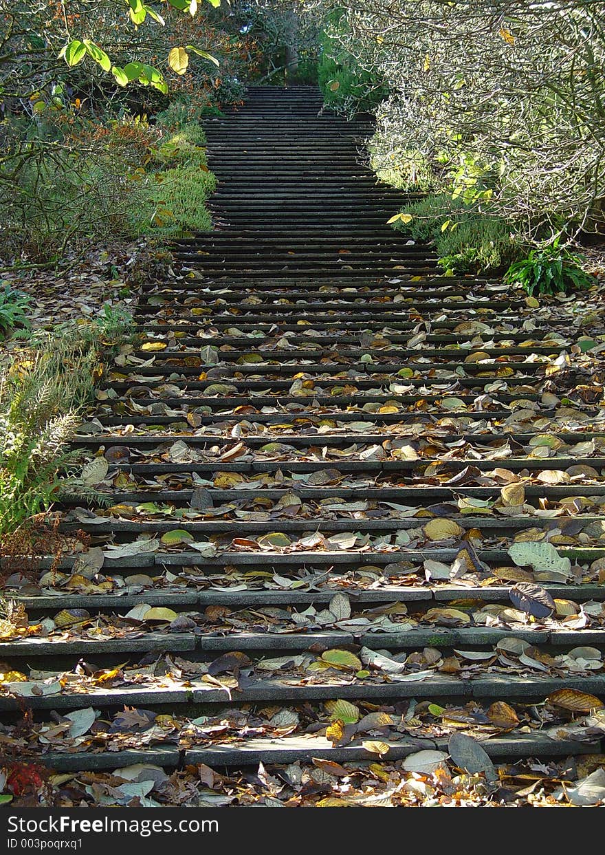 Leaves On The Stairs