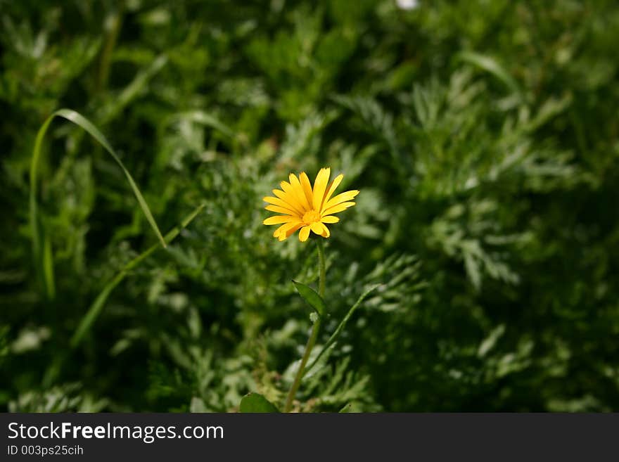 Yellow Flower