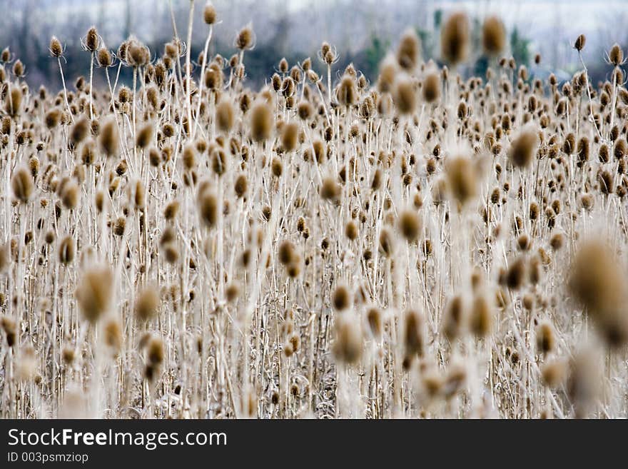 Teazle Plants