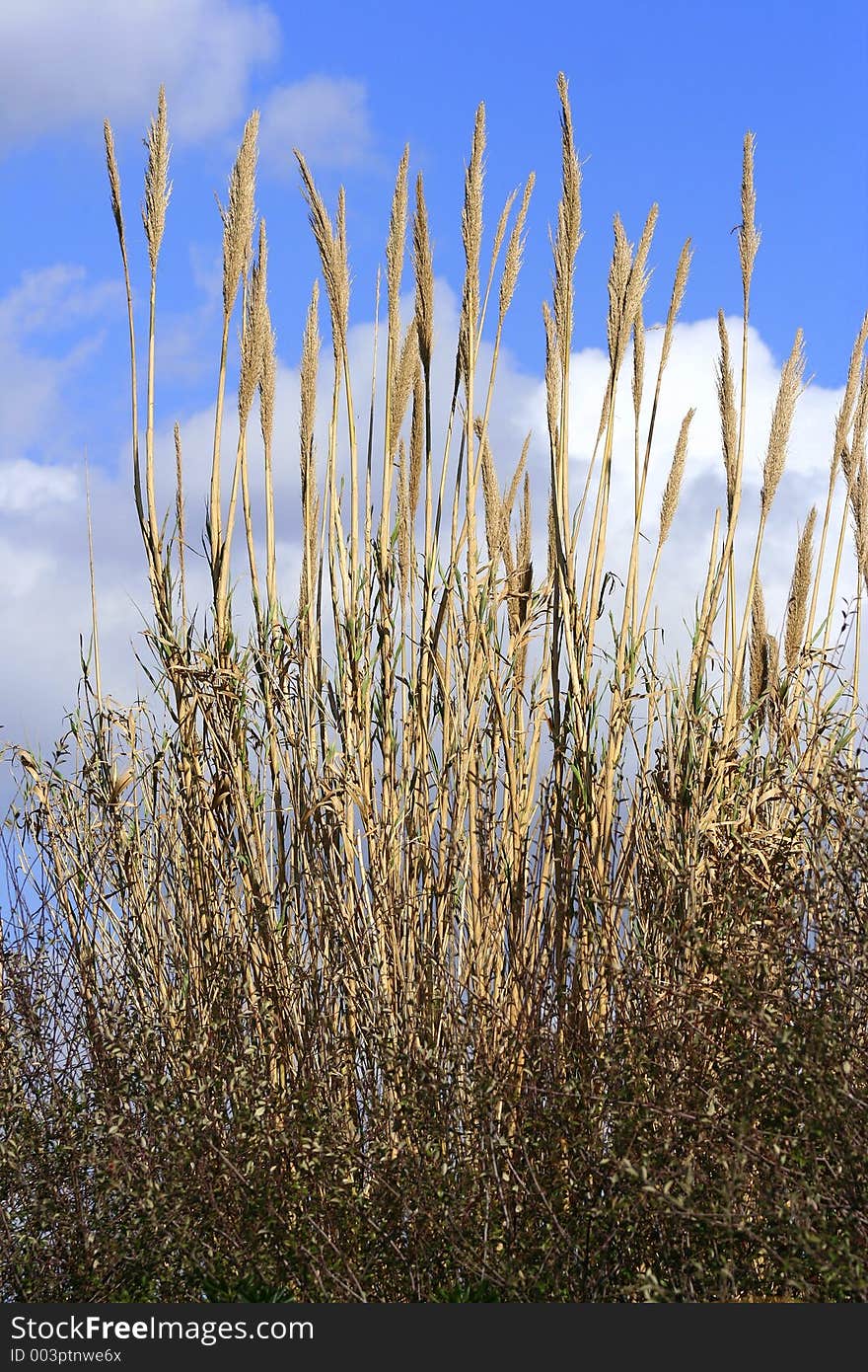 Brown Canes