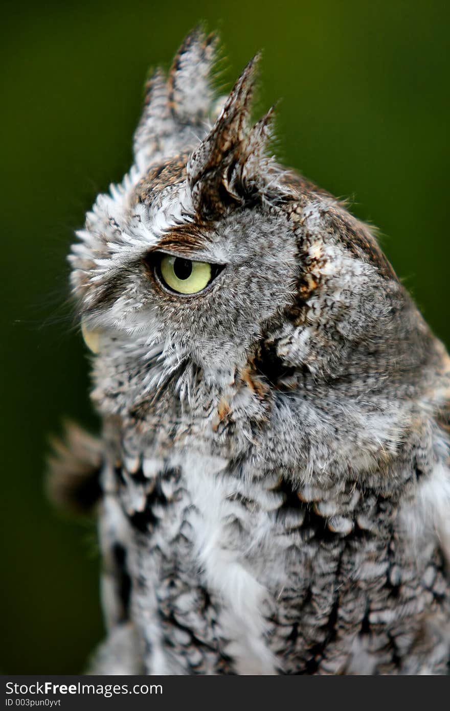 A Great Horned Owl