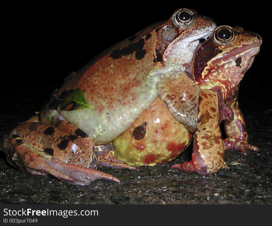 Common toads wedding