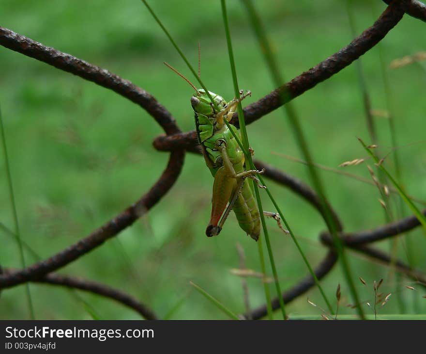 Green Locust