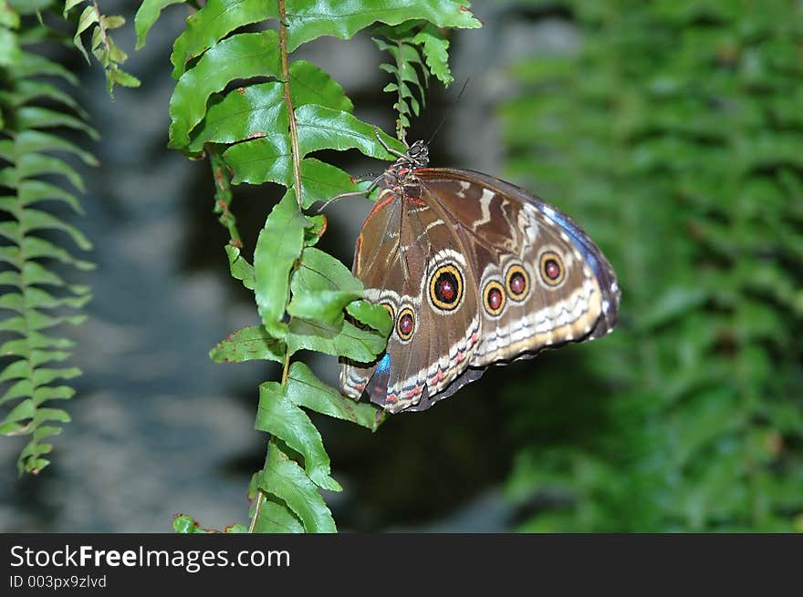 Morpho blue (morpho peleides)